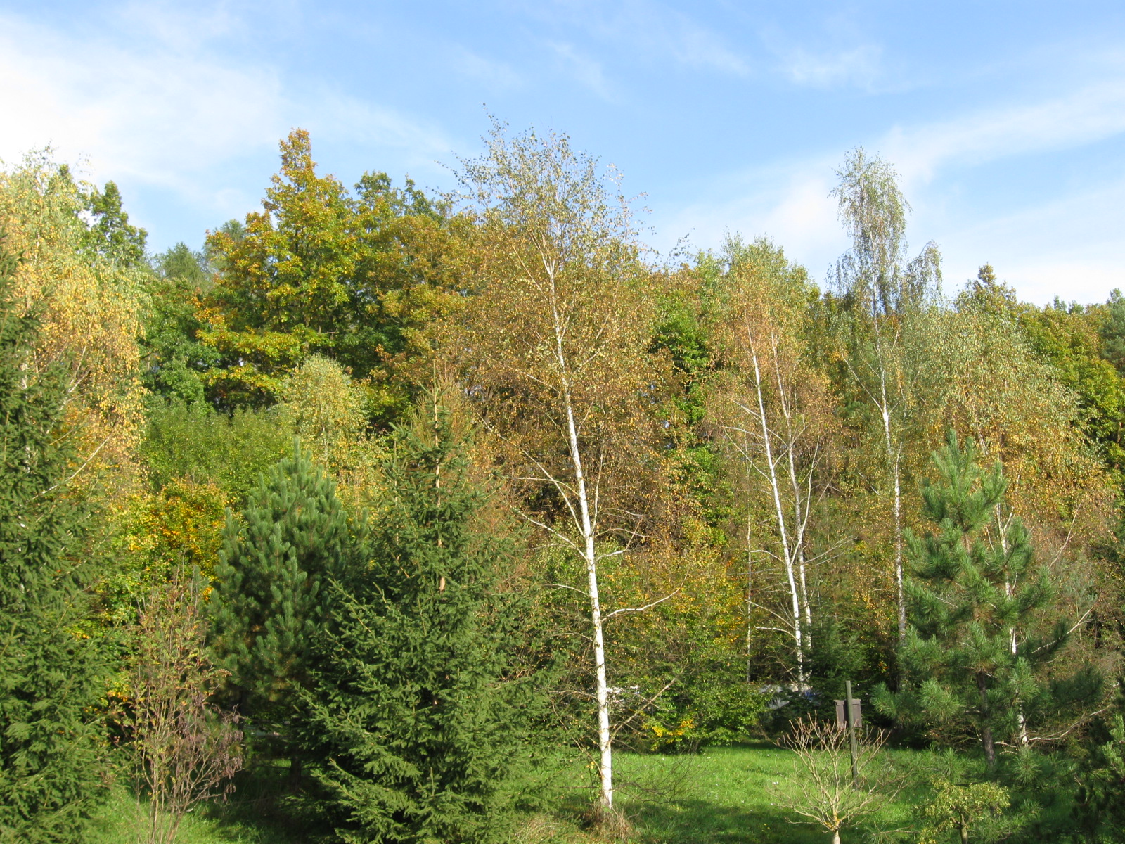 Südböhmische  Waldgemeinschaften