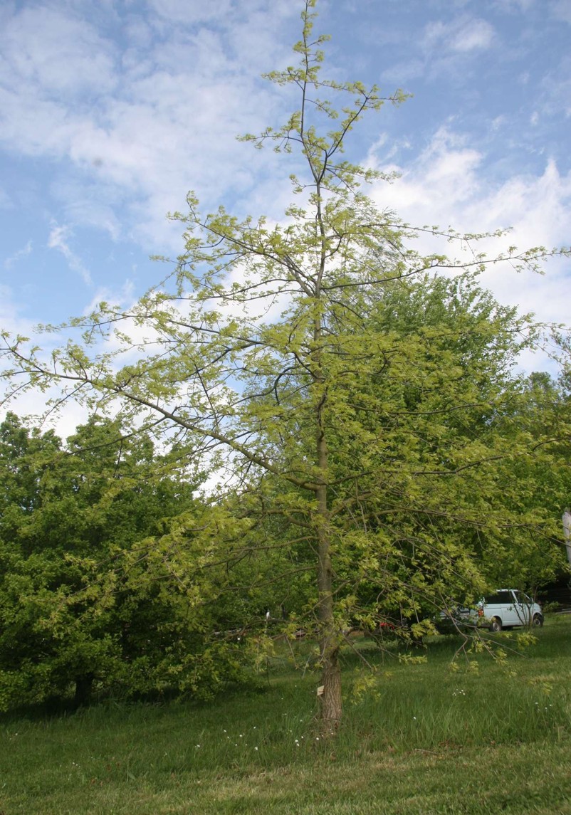 Quercus palustris dub bahenní