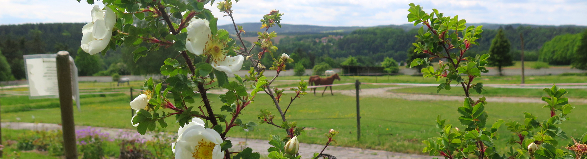 Interesting Collection of Trees, Shrubs & Flowers