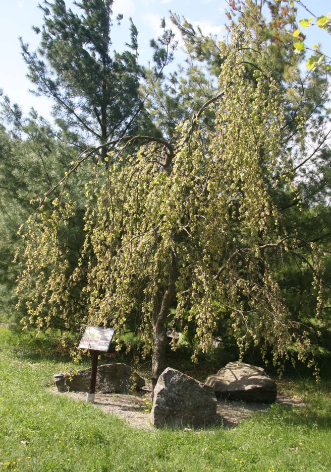 Fagus sylvatica ´Pendula´ buk lesní 5000.JPG